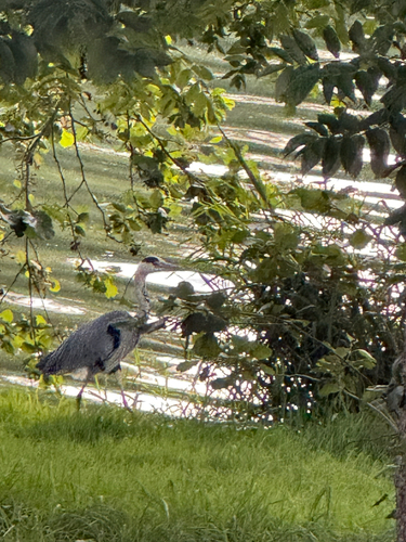 Grey Heron