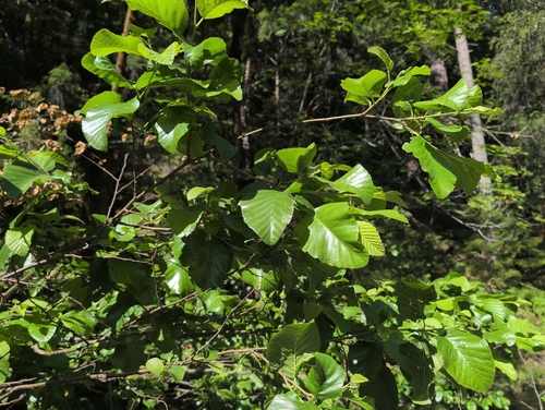 iNaturalist observation photo of alders