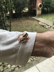 Dendropsophus elegans