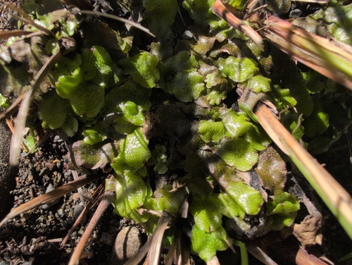 iNaturalist observation photo of liverworts