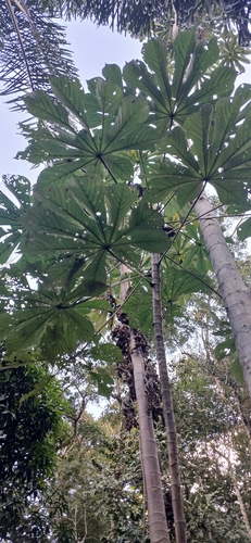 Umbauba
