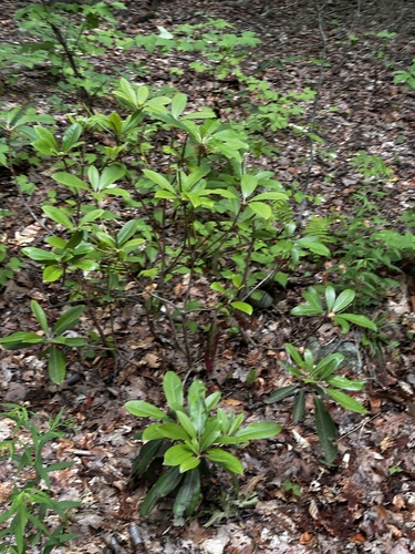 Mountain Laurel