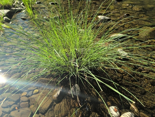 iNaturalist observation photo of true sedges