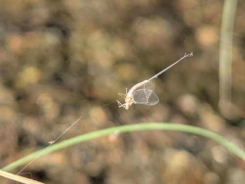 iNaturalist observation photo of Mayflies