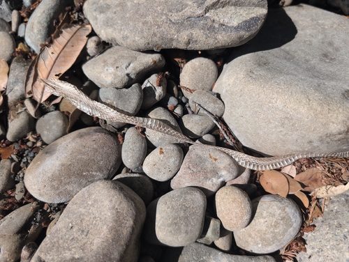 iNaturalist observation photo of Colubrid Snakes