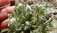 Cryptantha crassisepala