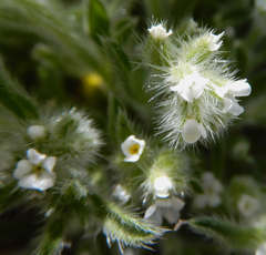 Cryptantha crassisepala