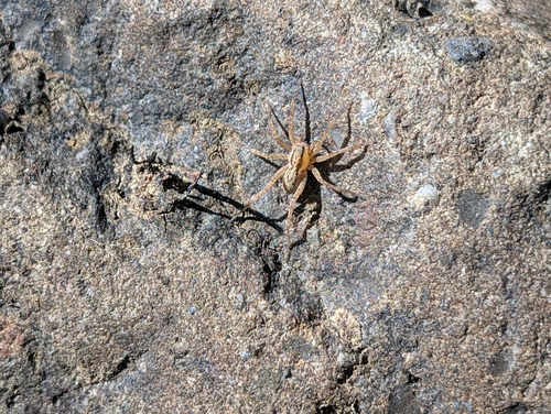 iNaturalist observation photo of Thin-legged Wolf Spiders