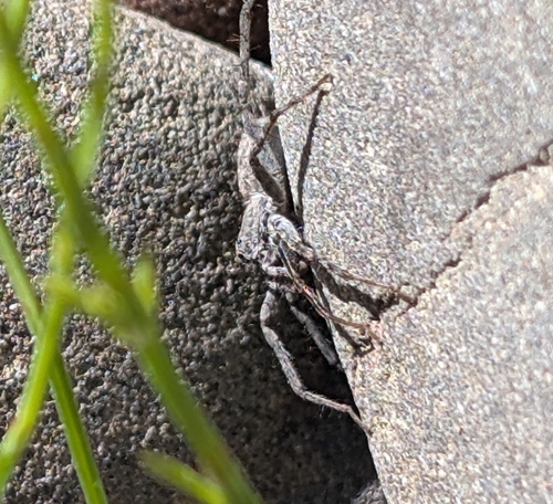 iNaturalist observation photo of Thin-legged Wolf Spiders