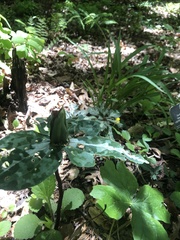Cardamine diphylla