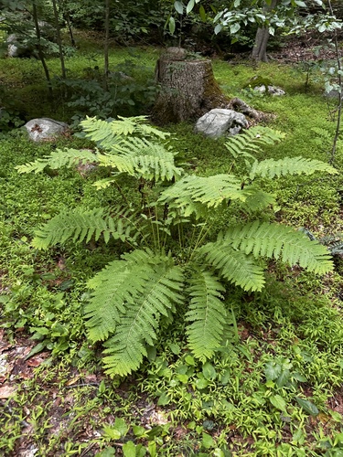 interrupted fern