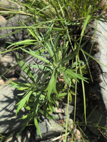 iNaturalist observation photo of California mugwort