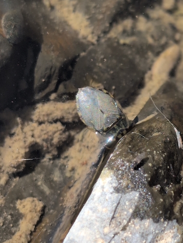 iNaturalist observation photo of Ambrysus