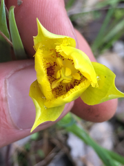 Calochortus monophyllus