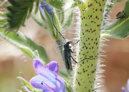Phytoecia caerulescens