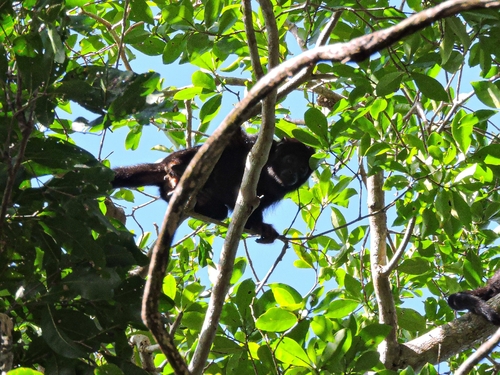 Red-handed Howler Monkey