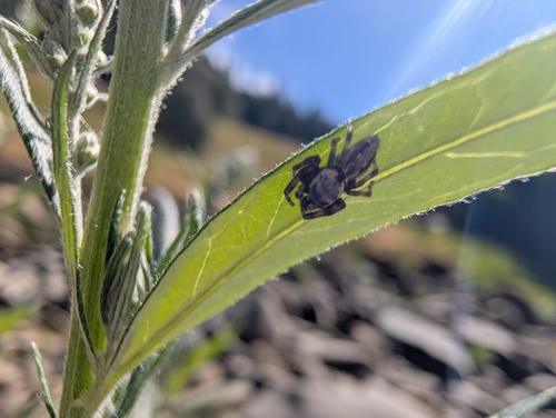 iNaturalist observation photo of Jumping Spiders