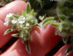 Cryptantha crassisepala