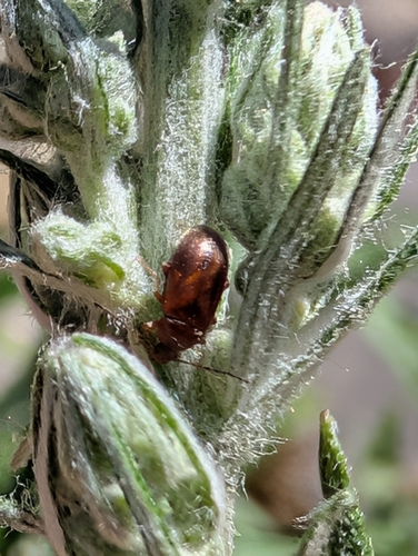 iNaturalist observation photo of Winged and Once-winged Insects