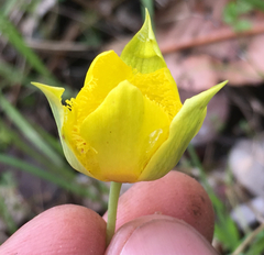 Calochortus monophyllus