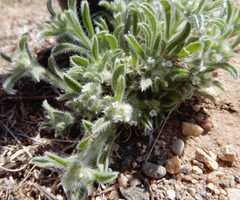 Cryptantha crassisepala