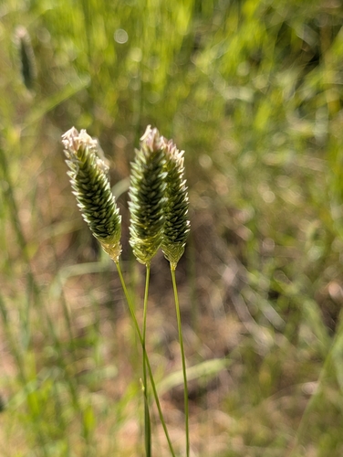 iNaturalist observation photo of harding grass