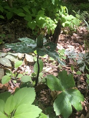 Cardamine diphylla