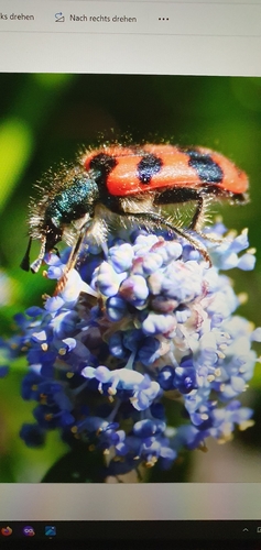 Bee-eating Beetle