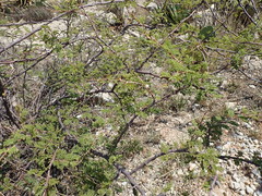 Mimosa aculeaticarpa biuncifera