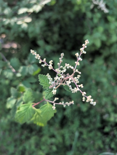 iNaturalist observation photo of Ocean spray