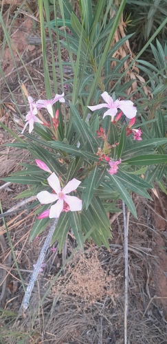 oleander