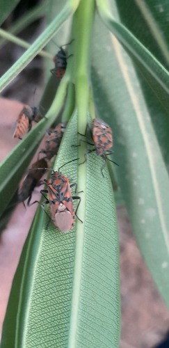 Indian Milkweed Bug