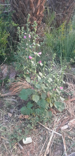 Hollyhock
