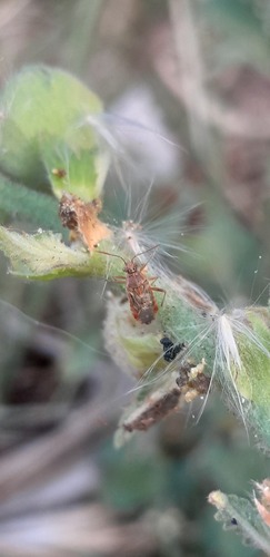 Hyaline Grass Bug