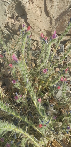 Echium horridum
