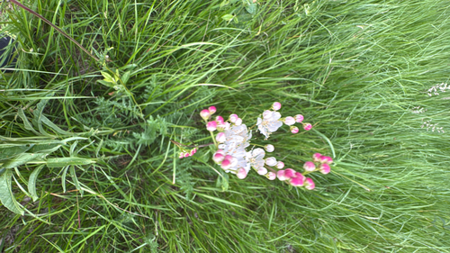 Dropwort