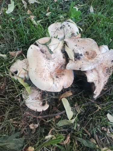 Наблюдение на iNaturalist