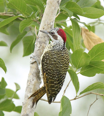 Campethera bennettii