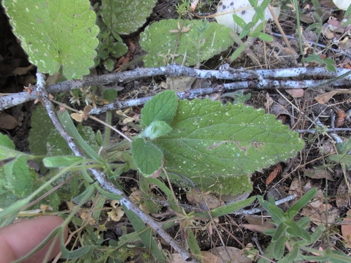 iNaturalist observation photo of Hedgenettles