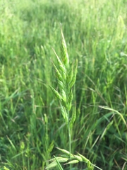 Bromus hordeaceus