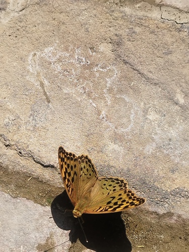 Cardinal Butterfly