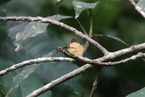 Citrinophila unipunctata