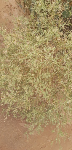 Zilla spinosa macroptera