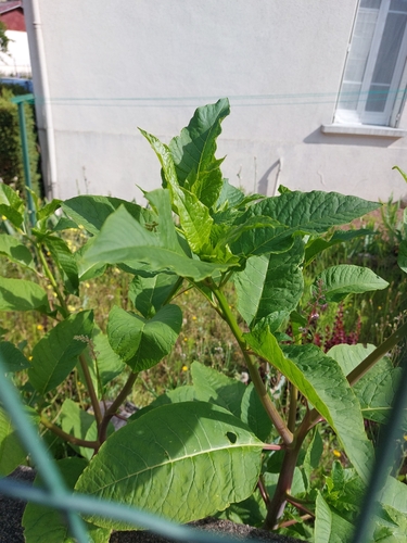 American pokeweed