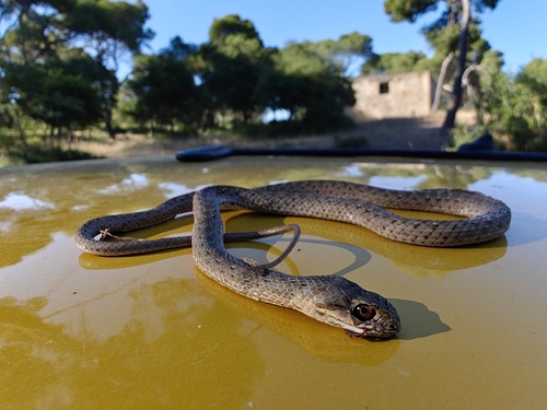 Eastern Montpellier Snake