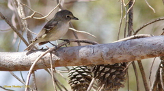 Vireo plumbeus