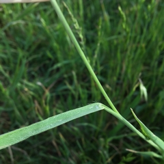 Bromus hordeaceus