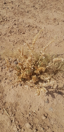 Egyptian henbane