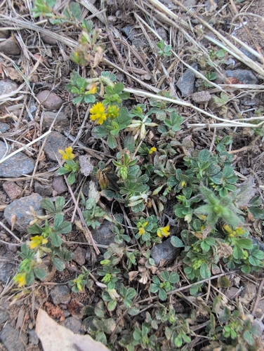 iNaturalist observation photo of Lesser hop trefoil