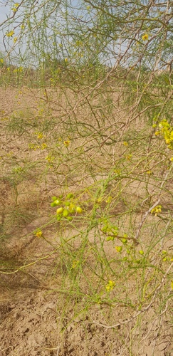 Mexican palo verde